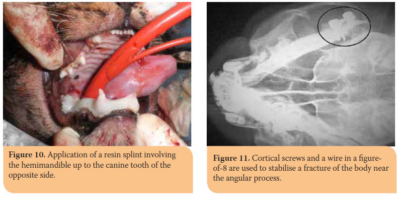 Hellenic Journal of Companion Animal Medicine - Volume 6 - Issue 2 - 2017 - Fractures of the mandible in cats. Retrospective study of 23 cases