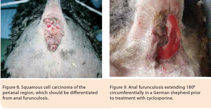 Canine anal furunculosis