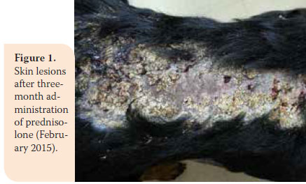 Protein-losing enteropathy in the dog: a report of two clinical cases 