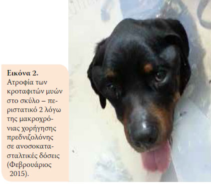 Εντεροπάθεια που συνοδεύεται από απώλεια πρωτεϊνών σε σκύλο: αναφορά σε δύο περιστατικά