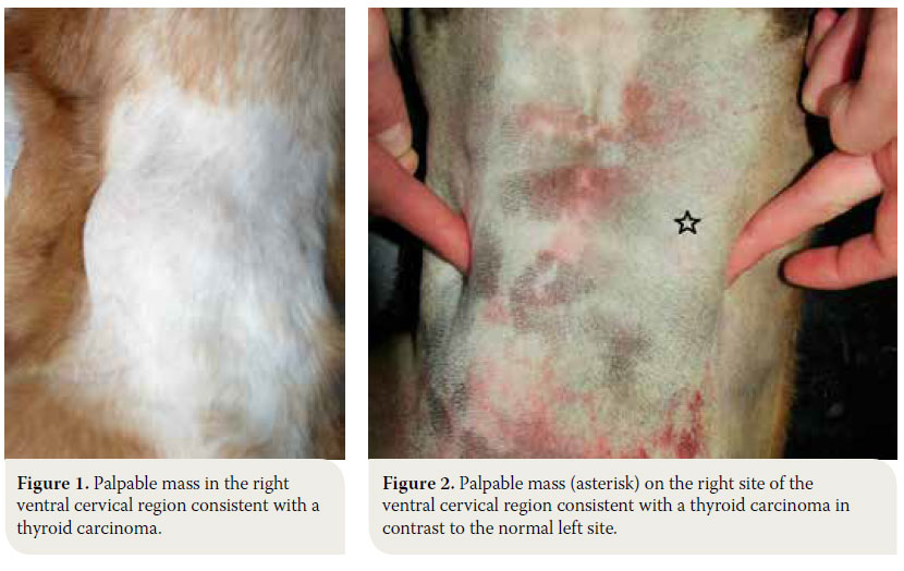  Canine thyroid tumours: diagnosis and treatment 