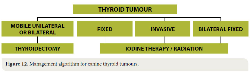  Canine thyroid tumours: diagnosis and treatment 