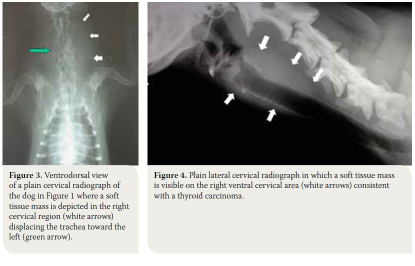  Canine thyroid tumours: diagnosis and treatment 