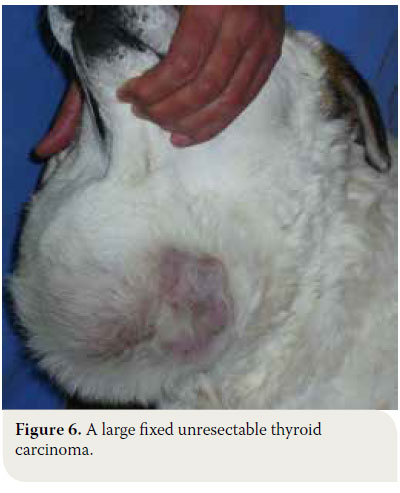  Canine thyroid tumours: diagnosis and treatment 
