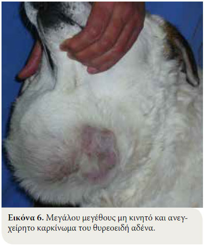 Τα νεοπλάσματα του θυρεοειδή αδένα στον σκύλο: διάγνωση και θεραπεία