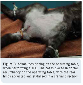 Transpelvic urethrostomy in three cats