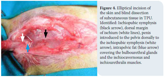 Transpelvic urethrostomy in three cats