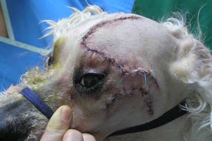 Neoplasia of lacrimal gland origin in a dog