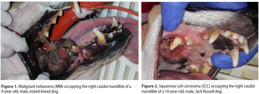 Canine oral neoplasms treated by surgical excision Retrospective study of 63 cases 