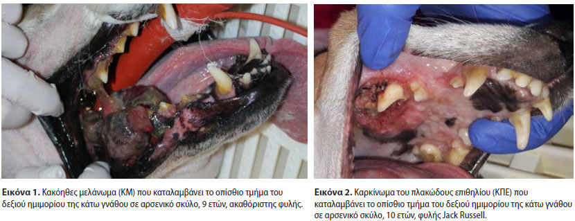  Ιατρική ζώων Συντροφιάς - Τόμος 8 - Τεύχος 1 - 2019 - Νεοπλάσματα της στοματικής κοιλότητας του σκύλου που αντιμετωπίστηκαν με χειρουργική εξαίρεση