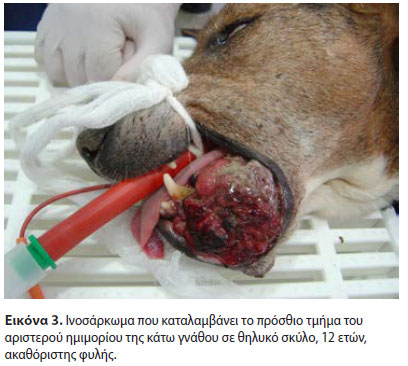  Ιατρική Ζώων Συντροφιάς - Τόμος 8 - Τεύχος 1 - 2019 - Νεοπλάσματα της στοματικής κοιλότητας του σκύλου που αντιμετωπίστηκαν με χειρουργική εξαίρεση