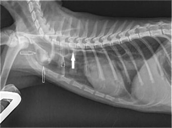 Oesophageal strictures associated with oral antibiotics in cats-a report of three cases