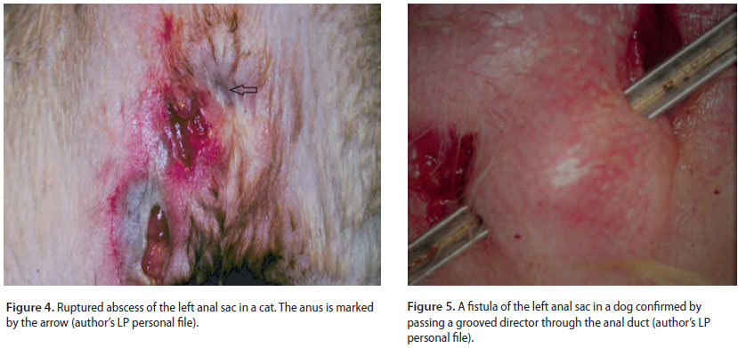 Αnal sacculectomy in dogs and cats