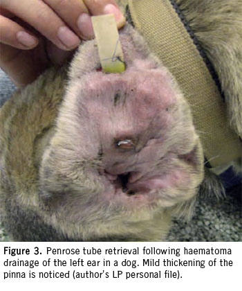Management of aural haematoma with Penrose drainage in dogs and cats: a retrospective study of 53 cases (1996-2016)
